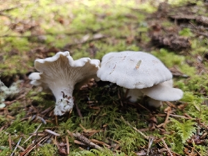  ( - HAY-F-006199)  @11 [ ] by (2023) Mandy Hackney Fungal Diversity Survey