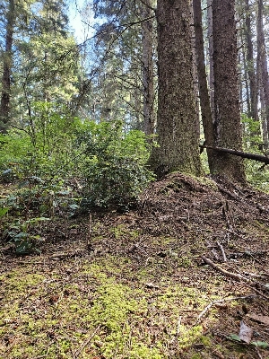  ( - HAY-F-006199)  @11 [ ] by (2023) Mandy Hackney Fungal Diversity Survey