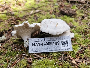  ( - HAY-F-006199)  @11 [ ] by (2023) Mandy Hackney Fungal Diversity Survey