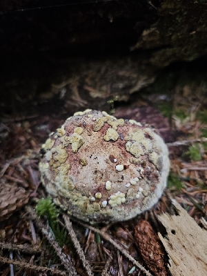  ( - HAY-F-006204)  @11 [ ] by (2023) Mandy Hackney Fungal Diversity Survey