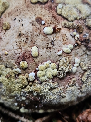 ( - HAY-F-006204)  @11 [ ] by (2023) Mandy Hackney Fungal Diversity Survey