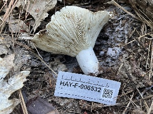  (Russula sp. brevipes-CA01 - HAY-F-006532)  @11 [ ] by-nc (2023) Damon Tighe Fungal Diversity Survey
