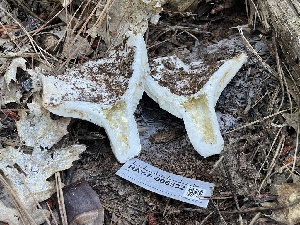  ( - HAY-F-006532)  @11 [ ] by-nc (2023) Damon Tighe Fungal Diversity Survey