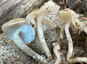  ( - HAY-F-006534)  @11 [ ] by-nc (2023) Damon Tighe Fungal Diversity Survey