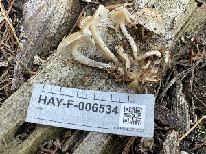  ( - HAY-F-006534)  @11 [ ] by-nc (2023) Damon Tighe Fungal Diversity Survey