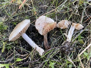  ( - HAY-F-006541)  @11 [ ] by-nc (2023) Damon Tighe Fungal Diversity Survey