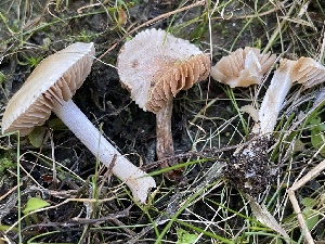  ( - HAY-F-006541)  @11 [ ] by-nc (2023) Damon Tighe Fungal Diversity Survey