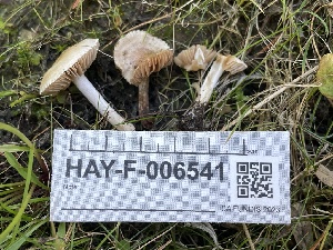  ( - HAY-F-006541)  @11 [ ] by-nc (2023) Damon Tighe Fungal Diversity Survey
