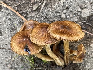  ( - HAY-F-006542)  @11 [ ] by-nc (2023) Damon Tighe Fungal Diversity Survey