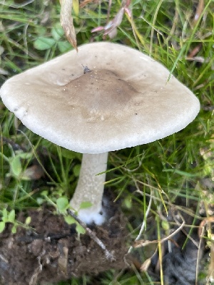  ( - HAY-F-006544)  @11 [ ] by-nc (2023) Damon Tighe Fungal Diversity Survey