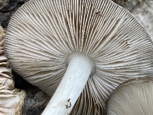  ( - HAY-F-006547)  @11 [ ] by-nc (2023) Damon Tighe Fungal Diversity Survey