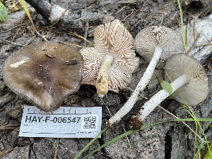  ( - HAY-F-006547)  @11 [ ] by-nc (2023) Damon Tighe Fungal Diversity Survey