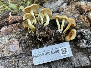  ( - HAY-F-006548)  @11 [ ] by-nc (2023) Damon Tighe Fungal Diversity Survey