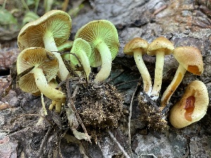  ( - HAY-F-006548)  @11 [ ] by-nc (2023) Damon Tighe Fungal Diversity Survey