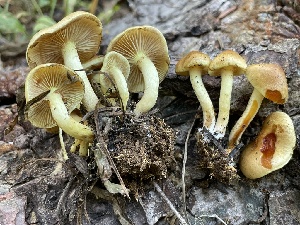  (Pholiota sp. CA02 - HAY-F-006548)  @11 [ ] by-nc (2023) Damon Tighe Fungal Diversity Survey