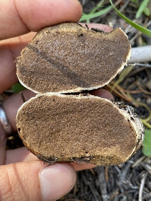  (Rhizopogon sp. CA07 - HAY-F-006549)  @11 [ ] by-nc (2023) Damon Tighe Fungal Diversity Survey