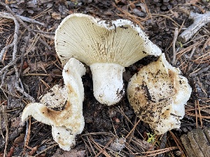  ( - HAY-F-006551)  @11 [ ] by-nc (2023) Damon Tighe Fungal Diversity Survey