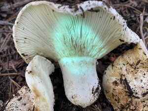  ( - HAY-F-006551)  @11 [ ] by-nc (2023) Damon Tighe Fungal Diversity Survey