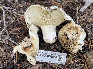  ( - HAY-F-006551)  @11 [ ] by-nc (2023) Damon Tighe Fungal Diversity Survey