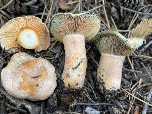  ( - HAY-F-006558)  @11 [ ] by-nc (2023) Damon Tighe Fungal Diversity Survey