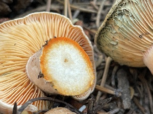  ( - HAY-F-006558)  @11 [ ] by-nc (2023) Damon Tighe Fungal Diversity Survey