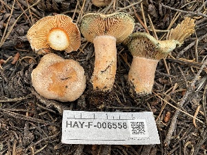 ( - HAY-F-006558)  @11 [ ] by-nc (2023) Damon Tighe Fungal Diversity Survey