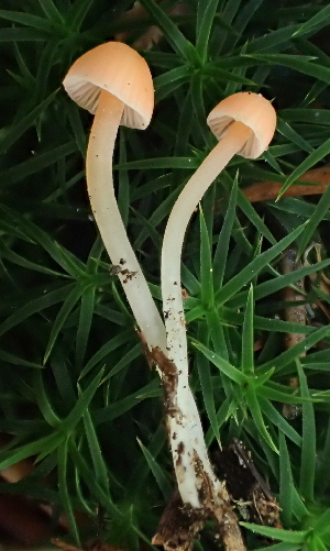  ( - HAY-F-006560)  @11 [ ] by-nc (2023) Damon Tighe Fungal Diversity Survey