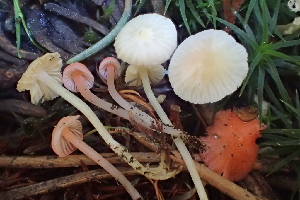  ( - HAY-F-006560)  @11 [ ] by-nc (2023) Damon Tighe Fungal Diversity Survey