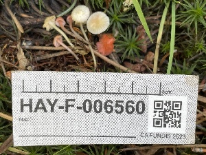  ( - HAY-F-006560)  @11 [ ] by-nc (2023) Damon Tighe Fungal Diversity Survey
