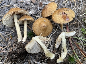  ( - HAY-F-007585)  @11 [ ] by-nc (2023) Damon Tighe Fungal Diversity Survey