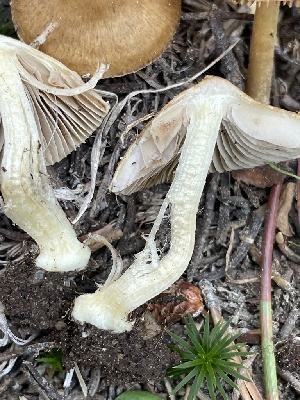  ( - HAY-F-007585)  @11 [ ] by-nc (2023) Damon Tighe Fungal Diversity Survey