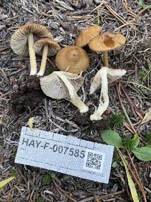  ( - HAY-F-007585)  @11 [ ] by-nc (2023) Damon Tighe Fungal Diversity Survey