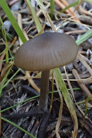  ( - HAY-F-006561)  @11 [ ] by-nc (2023) Damon Tighe Fungal Diversity Survey