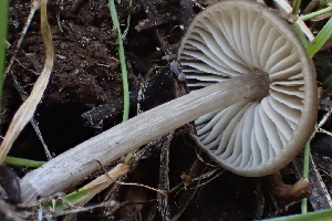  ( - HAY-F-006561)  @11 [ ] by-nc (2023) Damon Tighe Fungal Diversity Survey