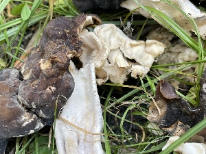  ( - HAY-F-006565)  @11 [ ] by-nc (2023) Damon Tighe Fungal Diversity Survey