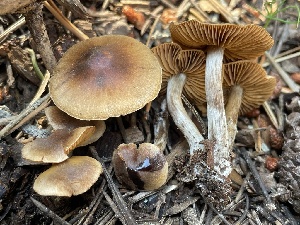  ( - HAY-F-006563)  @11 [ ] by-nc (2023) Damon Tighe Fungal Diversity Survey