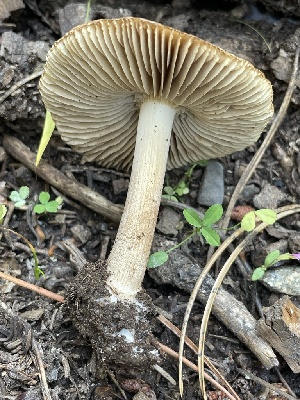 ( - HAY-F-007570)  @11 [ ] by-nc (2023) Damon Tighe Fungal Diversity Survey