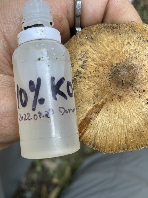  ( - HAY-F-007570)  @11 [ ] by-nc (2023) Damon Tighe Fungal Diversity Survey