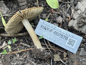  ( - HAY-F-007570)  @11 [ ] by-nc (2023) Damon Tighe Fungal Diversity Survey