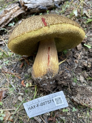  (Boletus fibrillosus - HAY-F-007571)  @11 [ ] by-nc (2023) Damon Tighe Fungal Diversity Survey