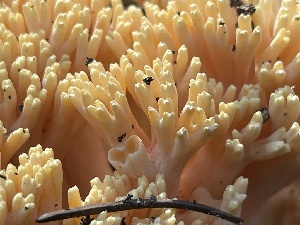  ( - HAY-F-007572)  @11 [ ] by-nc (2023) Damon Tighe Fungal Diversity Survey