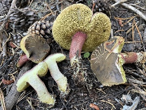  ( - HAY-F-007576)  @11 [ ] by-nc (2023) Damon Tighe Fungal Diversity Survey