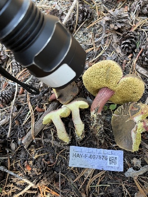  ( - HAY-F-007576)  @11 [ ] by-nc (2023) Damon Tighe Fungal Diversity Survey