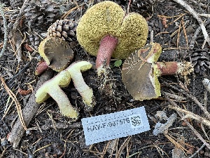  ( - HAY-F-007576)  @11 [ ] by-nc (2023) Damon Tighe Fungal Diversity Survey