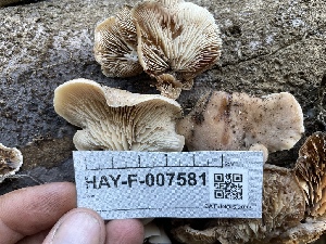  ( - HAY-F-007581)  @11 [ ] by-nc (2023) Damon Tighe Fungal Diversity Survey