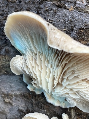  ( - HAY-F-007581)  @11 [ ] by-nc (2023) Damon Tighe Fungal Diversity Survey