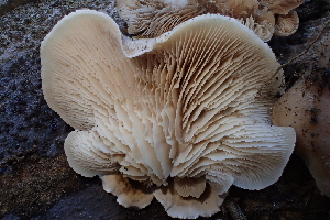  ( - HAY-F-007581)  @11 [ ] by-nc (2023) Damon Tighe Fungal Diversity Survey