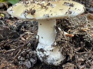  ( - HAY-F-007582)  @11 [ ] by-nc (2023) Damon Tighe Fungal Diversity Survey
