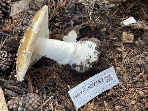  ( - HAY-F-007582)  @11 [ ] by-nc (2023) Damon Tighe Fungal Diversity Survey