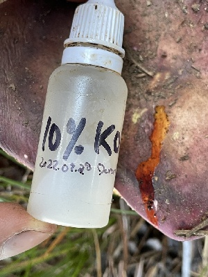  ( - HAY-F-007586)  @11 [ ] by-nc (2023) Damon Tighe Fungal Diversity Survey